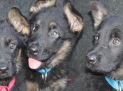 На границе Украины будут требовать новый документ для перевозки домашних животных