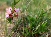 Зимой и не пахнет: под Одессой посреди зимы распустились цветы (фото)