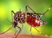 Как снять зуд после укусов комаров 