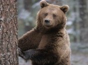 Японские и российские ученые изучили бурого медведя