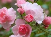 Погода в Украине 3 июня: преимущественно без осадков 