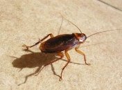 Избавиться от усатых вредителей совсем просто