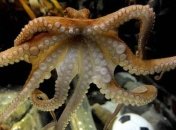 Умер знаменитый осьминог Павлик