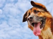 Бросить курить помогут домашние животные