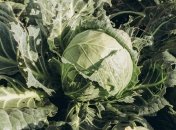 Навіщо восени поливати капусту валеріанкою: хитрість досвідчених дачників