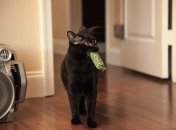 Кошек можно научить приносить предметы