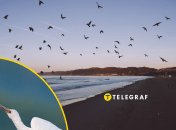 В Україні може зникнути один з видів птахів