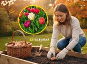 Осенью высаживаются луковичные цветы на весну