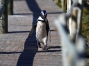 Уплывший в Азербайджан пингвин из зоопарка Тбилиси возвращается домой