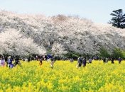 Кампания "уличный этикет": в японском городе туристам запретили есть на ходу