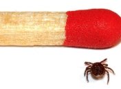 Разработан карманный тест для энцефалитных клещей