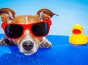 Прогноз погоды в Украине 1 августа: ожидается нереальная жара, без осадков 