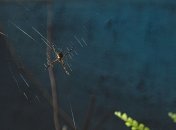 Запахи м’яти та лаванди відлякують павуків