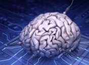 Ученые научились выращивать искусственный человеческий мозг