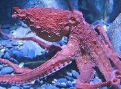 Ученые сделали необычное открытие об осьминогах