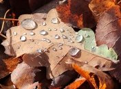 Какой будет погода на новую неделю: прогнозы синоптиков