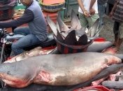 Человечество может столкнуться с дефицитом океанской рыбы