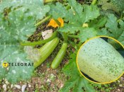 Вірусна мозаїка на кабачках