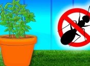 Отличный способ эффективно защитить свои растения