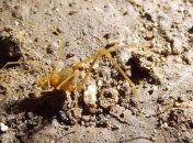 Обнаружен новый уникальный вид паукообразных