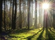 Президент одобрил инвентаризацию лесов