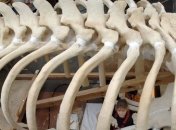 Магний важнее для здоровья детских костей, чем кальций