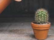 Зеленые экстремалы: самые неприхотливые комнатные растения