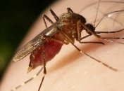 В этом году в Украине зафиксировано 3 случая заболевания лихорадкой Западного Нила