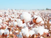 В Украине могут появиться хлопковые плантации