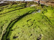 Унікальні сліди людини, яким близько 90 тисяч років, знайдені у Африці