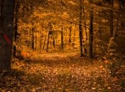 В Украине потеплеет, но будут дожди и ветер