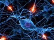 Ученые объяснили влияние оксидантов на сокращение продолжительности жизни