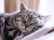 Что делать, что бы кот спал ночью - несколько советов