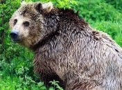 Умер самый старый медведь