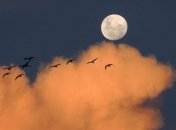 Солнечное затмение 2 июля: как это повлияет на разные знаки Зодиака