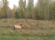 Кінь Пржевальського виявлений у зоні відчуження (Відео)