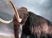 Якутские ученые исследуют мозг мамонта