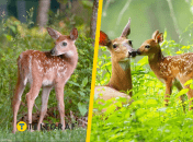 Иллюстративное фото