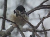 Погода в Украине на 3 января: во всех регионах холодно и без осадков