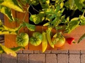 Что можно сажать на грядке рядом с помидорами