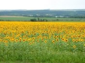 Еврокомиссия: Украинский агроэкспорт в ЕС бьет рекорды