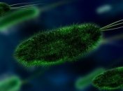 Ученые обнаружили в корнях тополя микробы, которые могут помочь в лечении рака