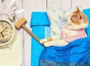 Рыжий Кузя - забавный кот стал новой звездой Instagram