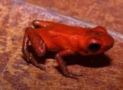 Обнаружена новая лягушка необычной расцветки и специфическим голосом