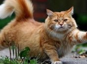 Коты более опасны для аллергиков, чем собаки