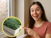 Вырастить укроп зимой очень просто