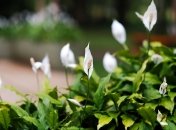 Рослина порадує пишним квітом