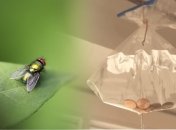 Как избавиться от мух на свежем воздухе