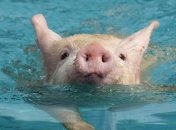 В Уругвае в бассейн миллионера с вертолета сбросили свинью (Видео)