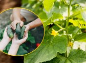 Чим підгодувати огірки у липні